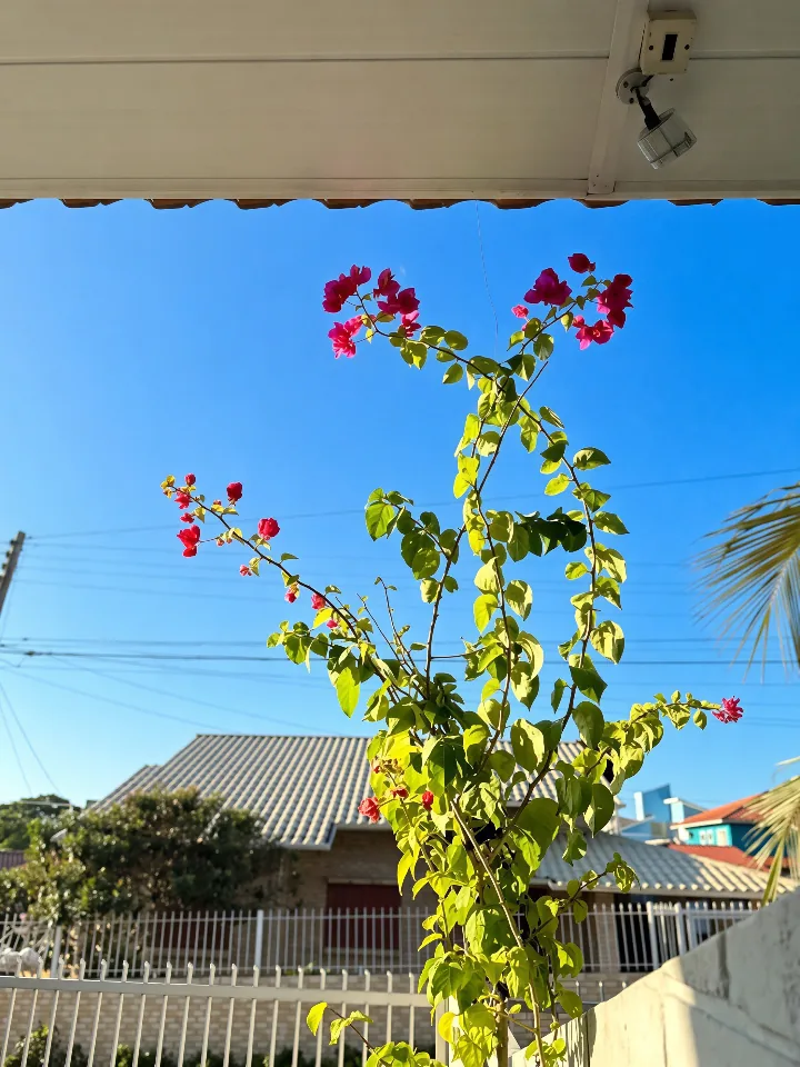 Jardim com flores